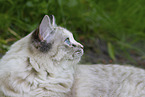 Ragdoll in summer