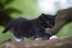 Ragdoll Kitten