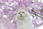 Ragdoll in spring