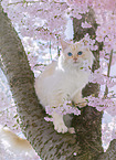 Ragdoll in spring