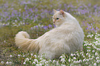 Ragdoll in spring