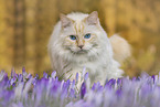 Ragdoll in spring