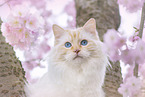 Ragdoll in spring