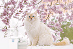 Ragdoll in spring