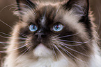 Ragdoll Portrait