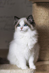 Ragdoll