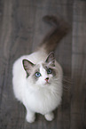 Ragdoll