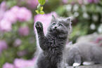 Ragdoll Kitten