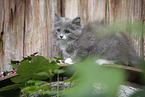 Ragdoll Kitten