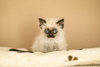 Ragdoll Kitten