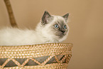 Ragdoll Kitten