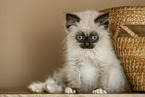 Ragdoll Kitten