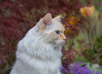 adult Ragdoll