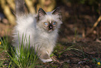 Ragdoll Kitten