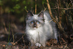 Ragdoll Kitten