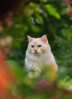 Ragdoll outdoor