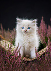 Ragdoll kitten