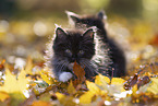 Ragdoll Kitten