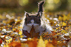 Ragdoll Kitten