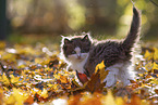 Ragdoll Kitten