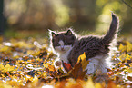 Ragdoll Kitten