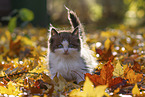 Ragdoll Kitten