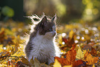 Ragdoll Kitten