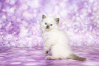 Ragdoll Kitten