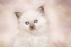 Ragdoll Kitten