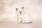 Ragdoll Kitten