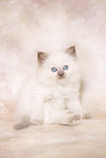 Ragdoll Kitten