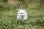 Ragdoll Kitten