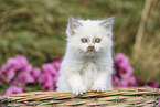 Ragdoll Kitten