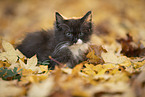 Ragdoll Kitten