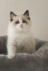 Ragdoll kitten