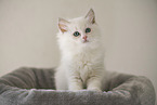 Ragdoll kitten