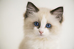 Ragdoll kitten