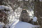 Ragdoll in snow