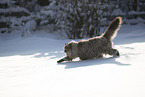 Ragdoll in snow