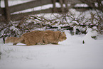 Ragdoll in snow