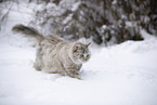 Ragdoll in snow