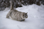 Ragdoll in snow