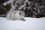 Ragdoll in snow