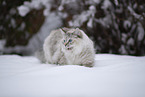 Ragdoll in snow