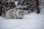 Ragdoll in snow