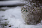 Ragdoll in snow