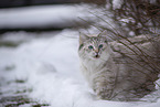 Ragdoll in snow