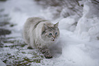 Ragdoll in snow