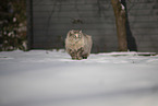 Ragdoll in snow