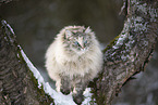 Ragdoll in snow